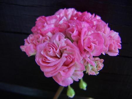 gallery_9779_1525_78976.jpg