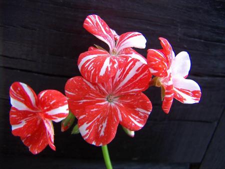 gallery_9779_1525_79221.jpg