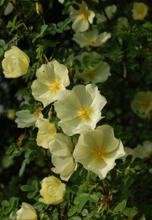 gallery_13105_1529_128378.jpg
