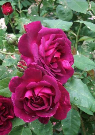 gallery_13105_1529_144020.jpg