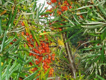 gallery_13126_1548_278570.jpg