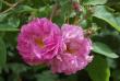 tn_gallery_13105_1529_244.jpg