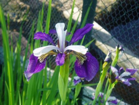 gallery_13126_1548_102621.jpg