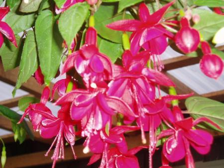 gallery_13126_1548_108479.jpg