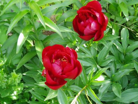 gallery_13126_1548_147850.jpg