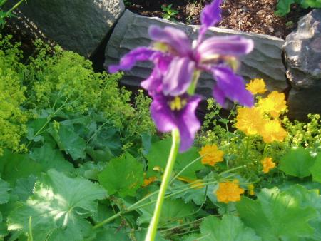 gallery_13126_1548_66795.jpg