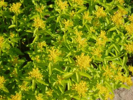 gallery_13126_1548_6950.jpg