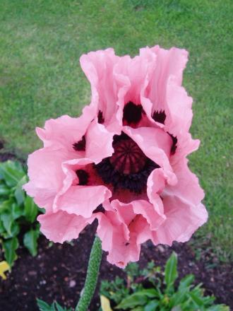 gallery_13126_1548_35562.jpg