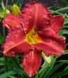 tn_gallery_7131_1532_10089.jpg