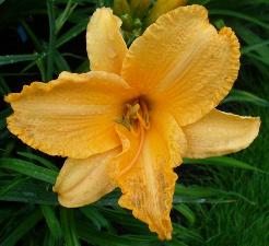gallery_7131_1532_15134.jpg