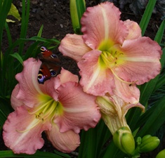 gallery_7131_1532_18667.jpg