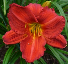 gallery_7131_1532_4182.jpg