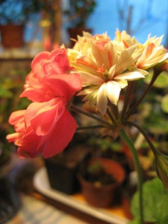 gallery_12869_1552_17831.jpg