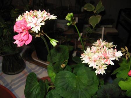gallery_12869_1552_33553.jpg