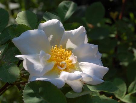 gallery_13105_1529_216287.jpg