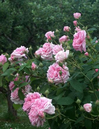 gallery_13105_1529_332553.jpg