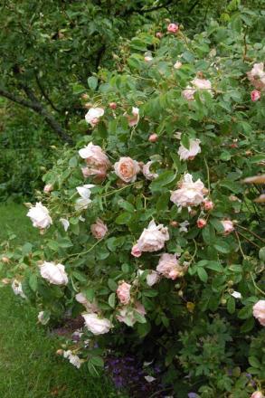 gallery_13105_1529_67938.jpg
