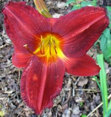 gallery_7131_1532_18185.jpg