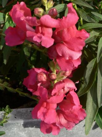 gallery_2753_978_48756.jpg