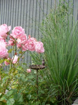gallery_2753_978_78581.jpg