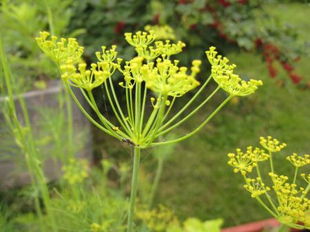 gallery_4971_1228_245578.jpg