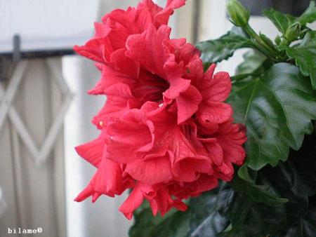 gallery_10951_1557_27417.jpg