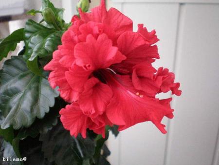 gallery_10951_1557_39915.jpg