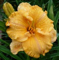 gallery_7131_1532_10515.jpg
