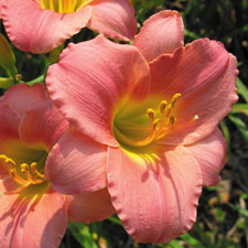 gallery_7131_1532_12443.jpg