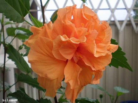 gallery_10951_1564_14264.jpg