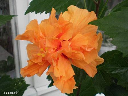gallery_10951_1564_17093.jpg