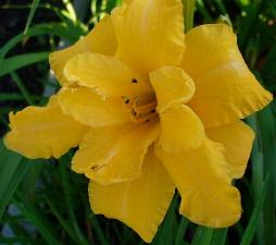 gallery_7131_1532_10017.jpg