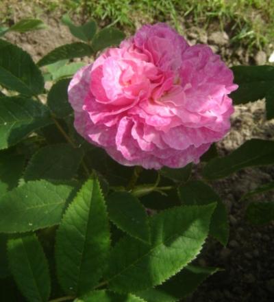 gallery_2985_1337_15707.jpg