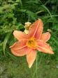 tn_gallery_2778_232_106149.jpg