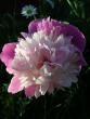 tn_gallery_2778_232_17774.jpg
