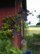 tn_gallery_2778_232_48334.jpg