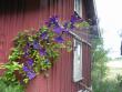 tn_gallery_2778_232_90659.jpg