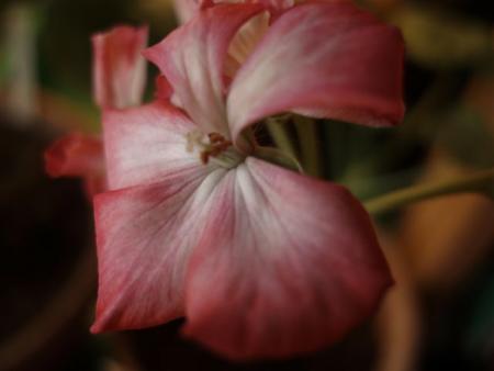gallery_13178_1573_21311.jpg