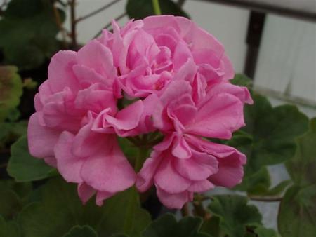 gallery_13178_1573_27725.jpg
