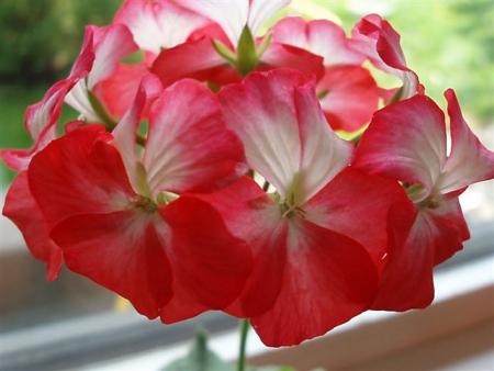 gallery_13178_1575_13591.jpg
