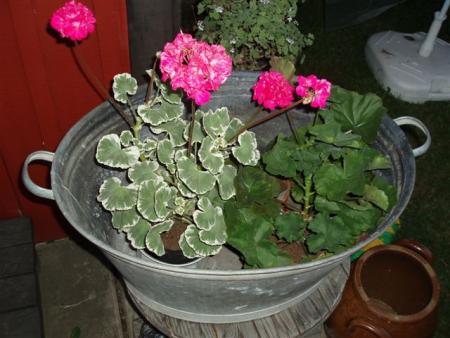 gallery_13178_1577_13995.jpg