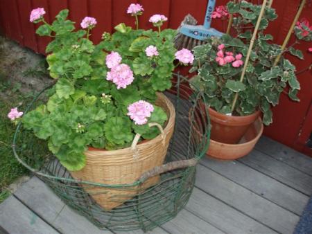 gallery_13178_1578_7204.jpg