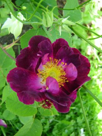 gallery_2985_1337_82832.jpg