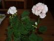tn_gallery_13178_1575_16384.jpg