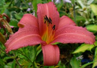 gallery_7131_1532_3064.jpg