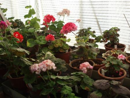 gallery_13178_1573_60240.jpg