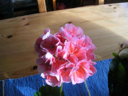 gallery_13178_1575_15770.jpg