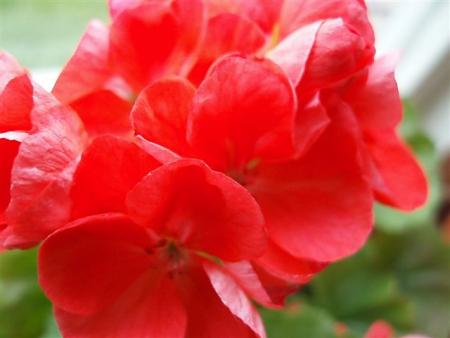 gallery_13178_1575_8277.jpg