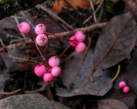 gallery_387_1193_11529.jpg