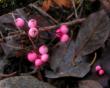 tn_gallery_387_1193_11529.jpg